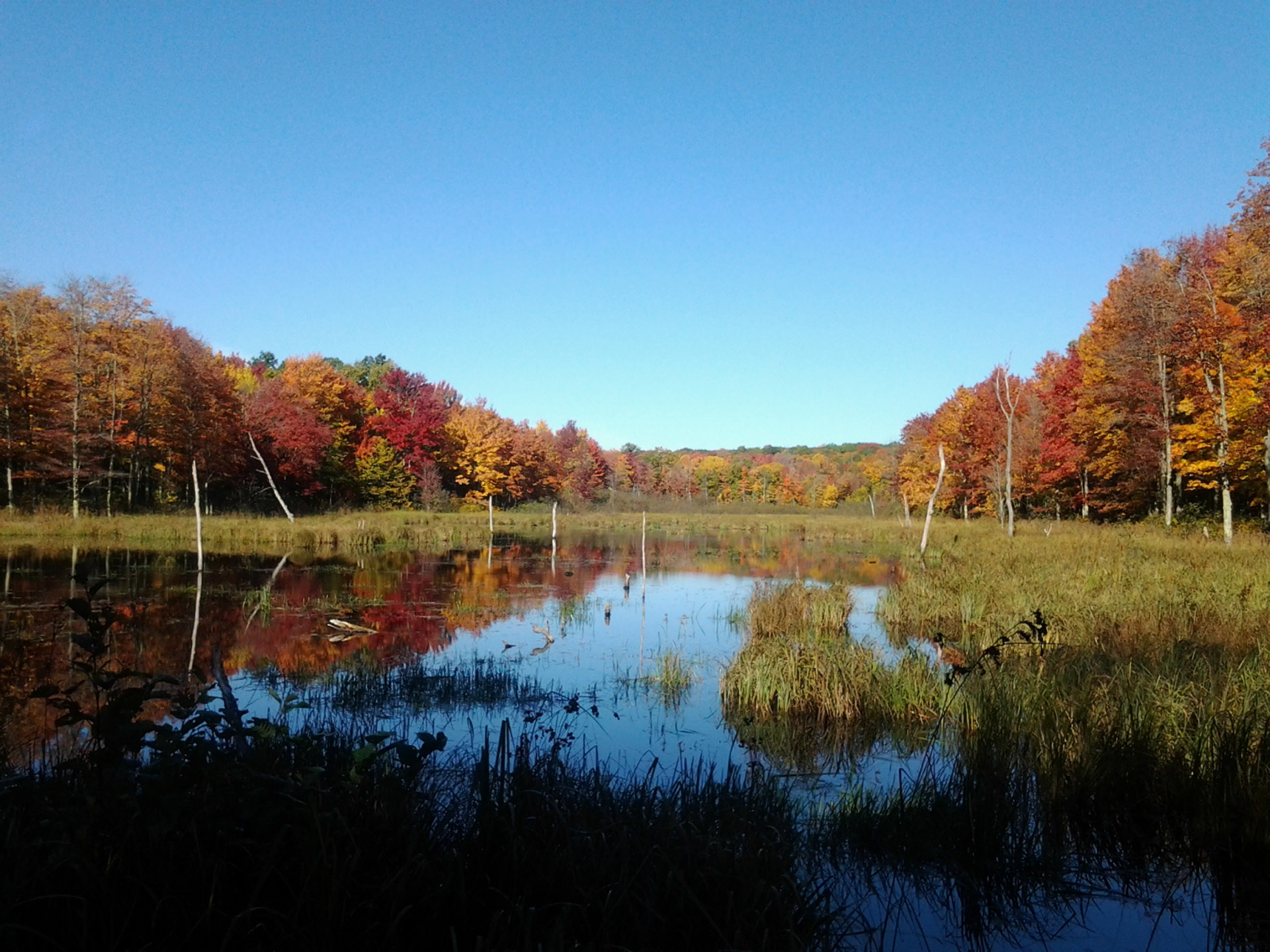 Fall Foliage, Wisconsin Timberland Investment Resources