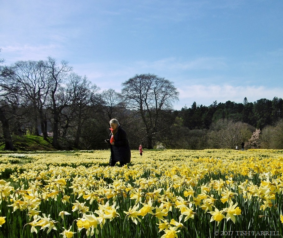 A Dreaming Of Daffodils A New Collective Noun? Tish Farrell