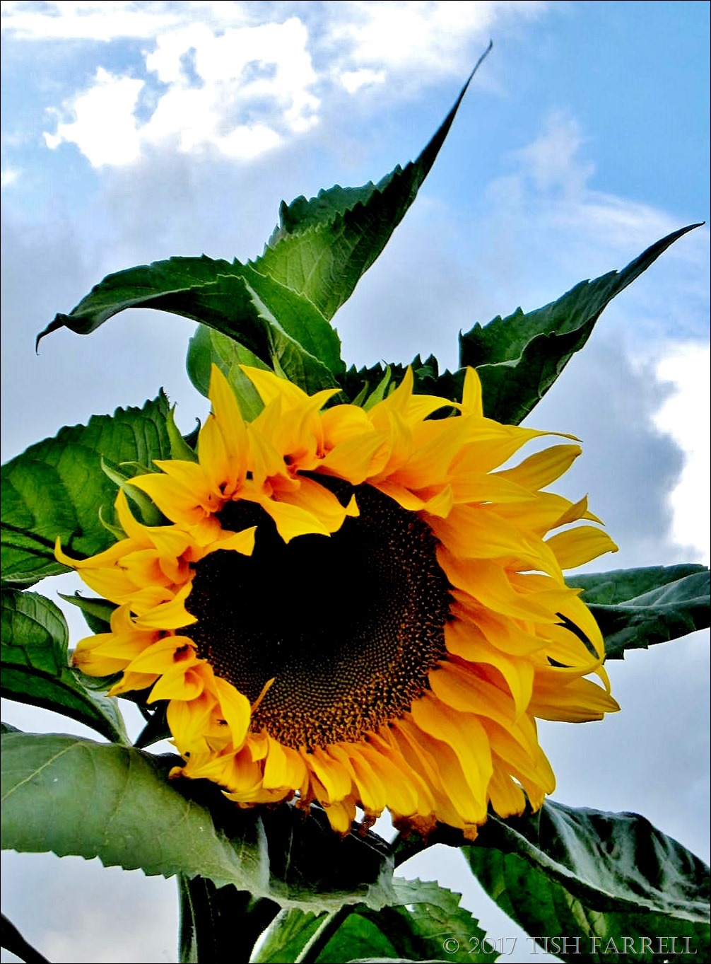 Look Out For The Giant Sunflower! Tish Farrell
