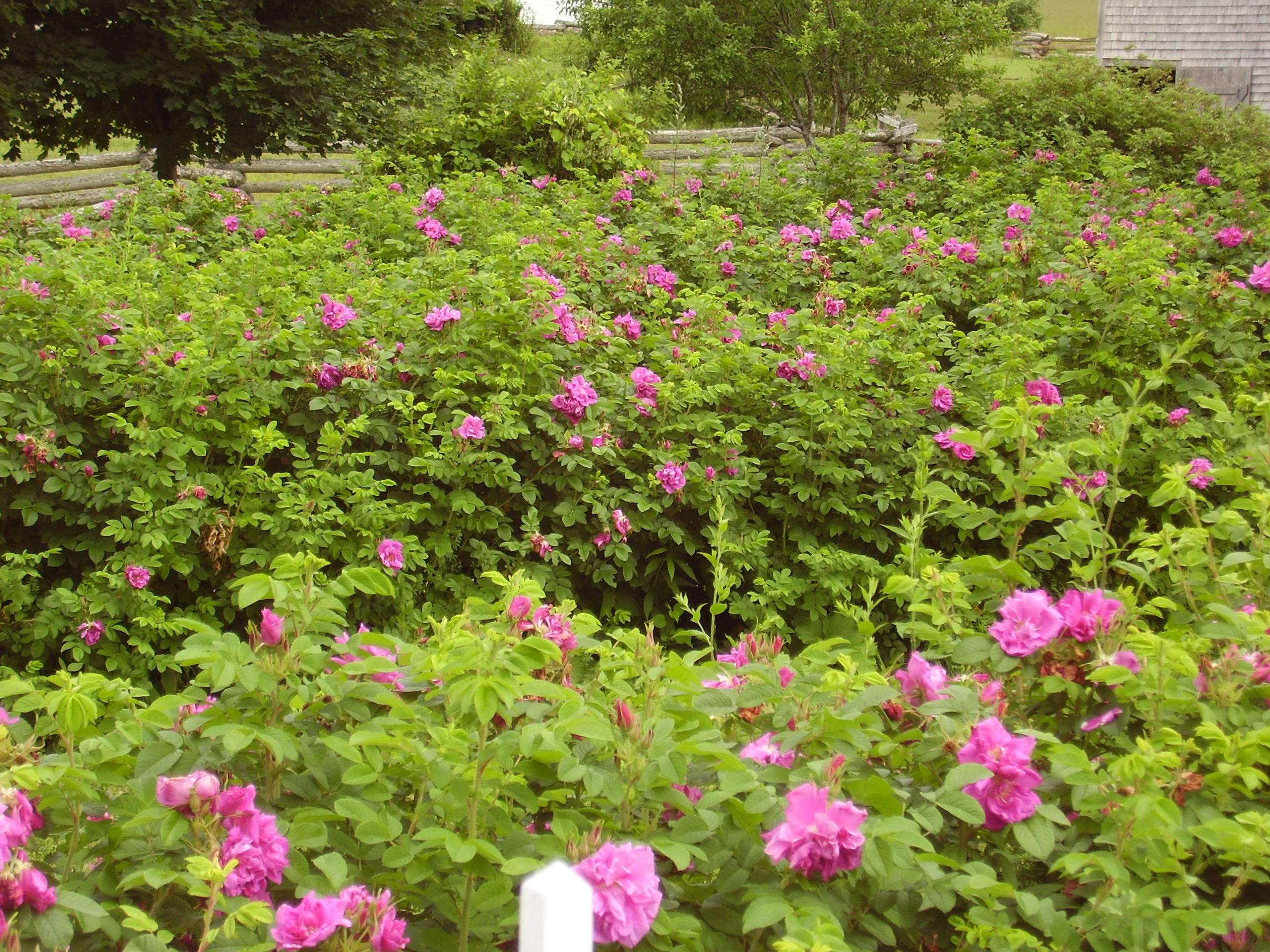 Kings Landing Historical Settlement Tish Macber