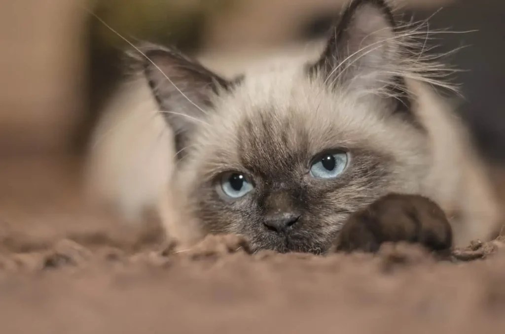 Uncovering the Fascinating History of Siamese Cats TISH PETS