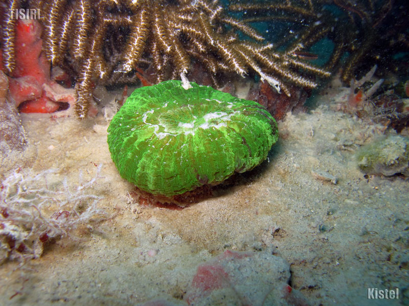Lee County Florida Reefs TISIRI