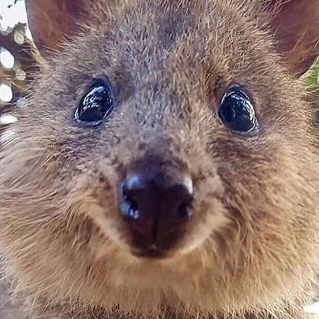 Linux, Ubuntu ReadOnly filesystem 에러 해결하기