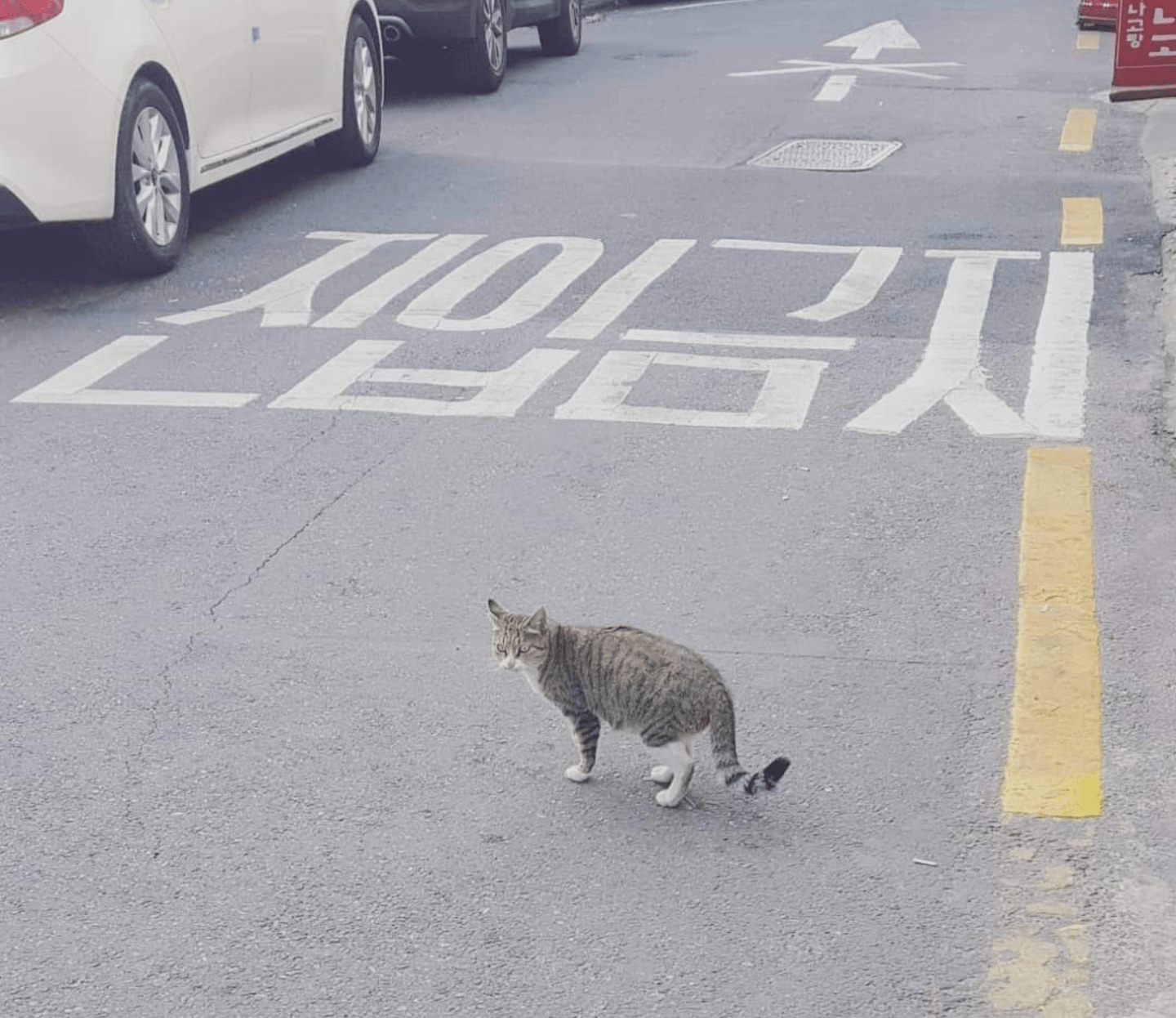 Stray Cat Doors 2 공략 (길 잃은 고양이의 여행 2) Stage 31 44