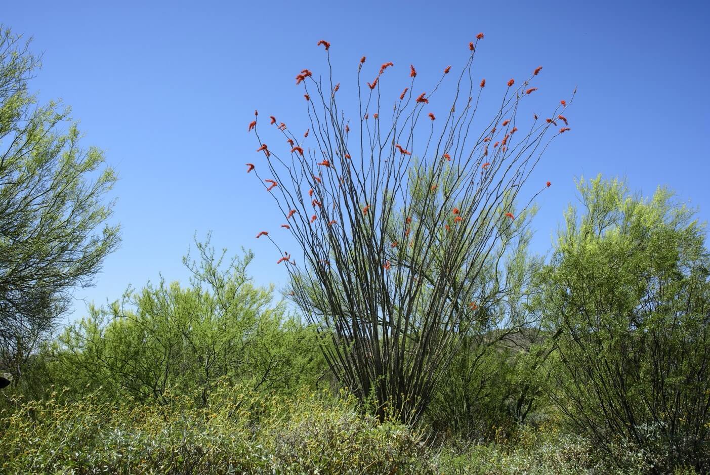 Is My Ocotillo Dead?