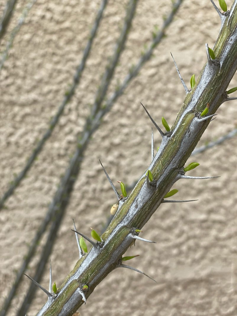 Is My Ocotillo Dead?