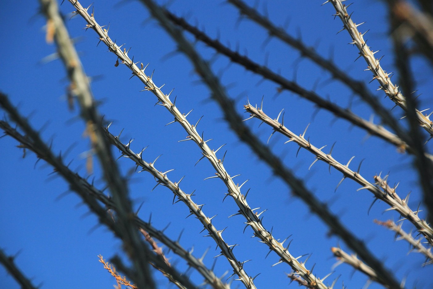 Uses For Ocotillo Flower Tea Best Flower Site
