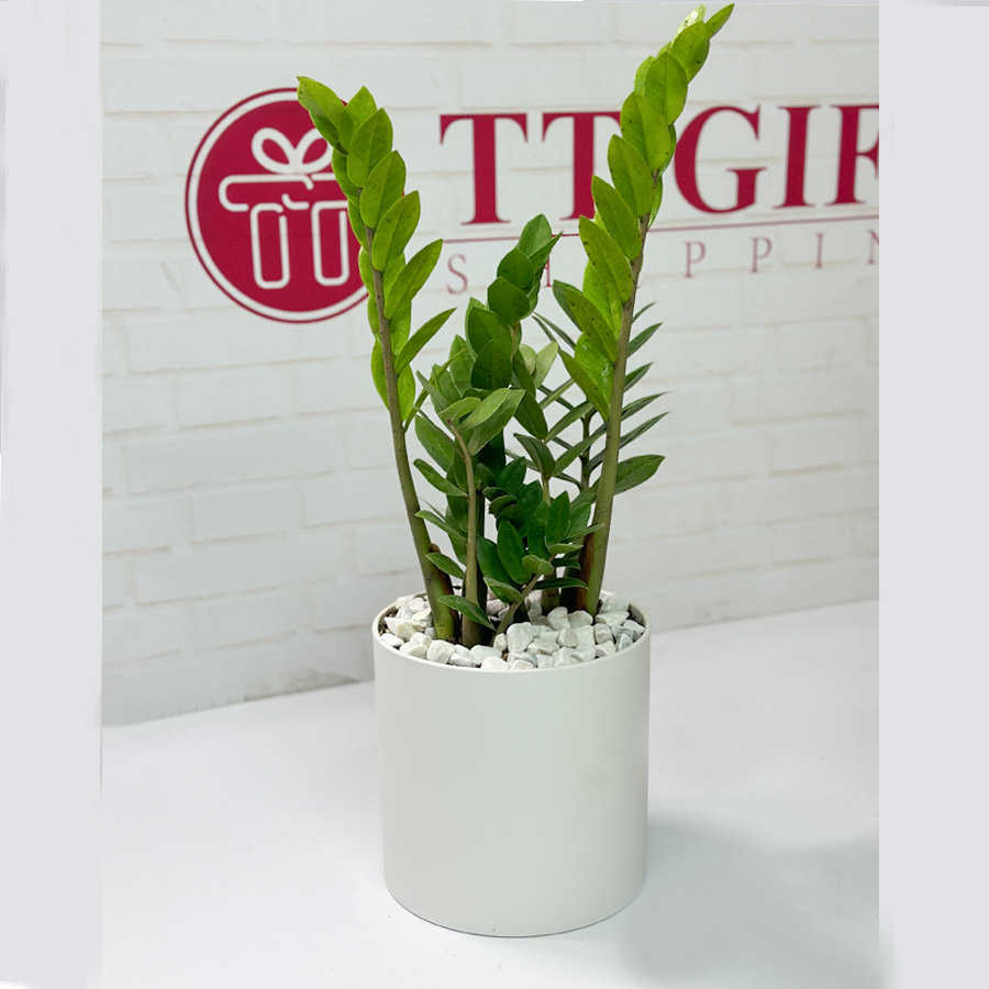 Send Zamofilia flowers online to Tehran and Karajخرید آنلاین گل، کادو