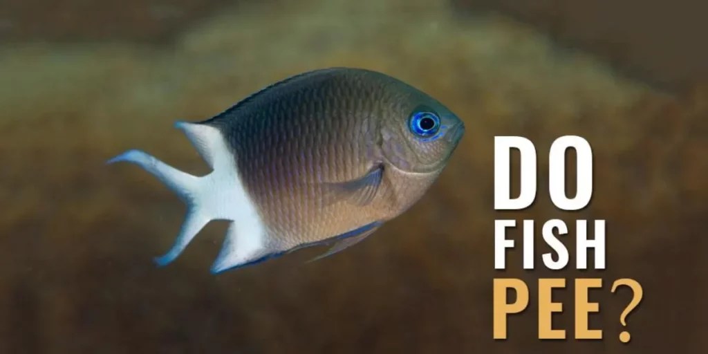 Do Fish Pee? Discovering the Truth Behind Underwater Urination