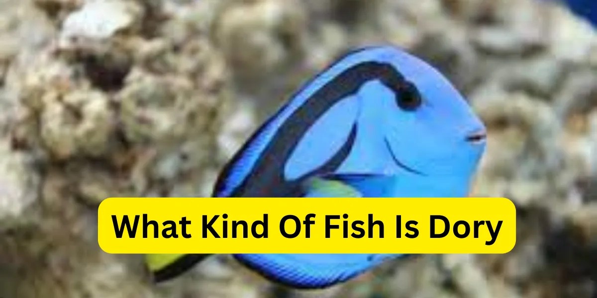 Discovering the Dory Fish Types, Characteristics, and Habitat