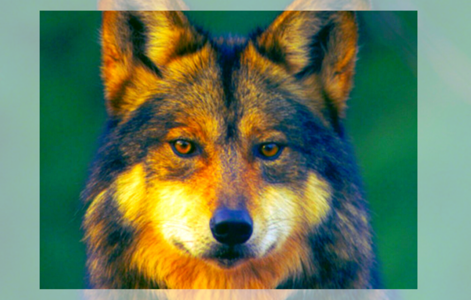 False Allegations in Family Court Who is to blame? TitleIVD and