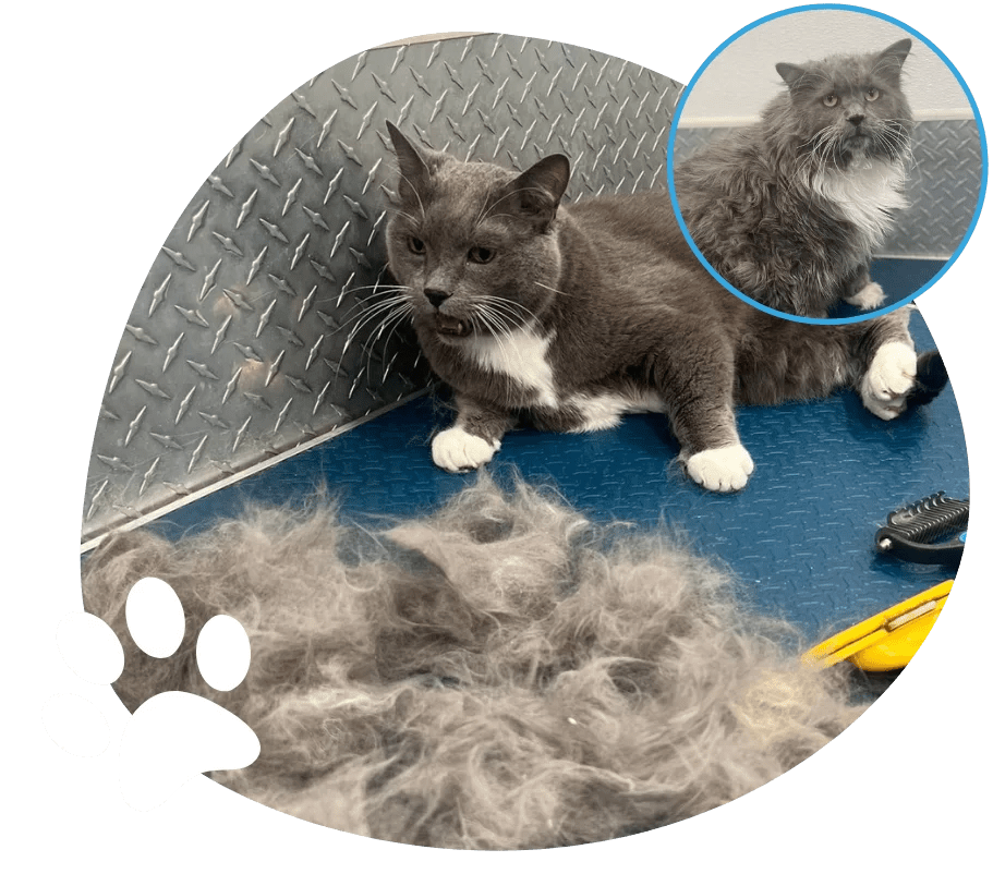 ᐅ 5Star Mobile Cat Grooming Near Me Miami