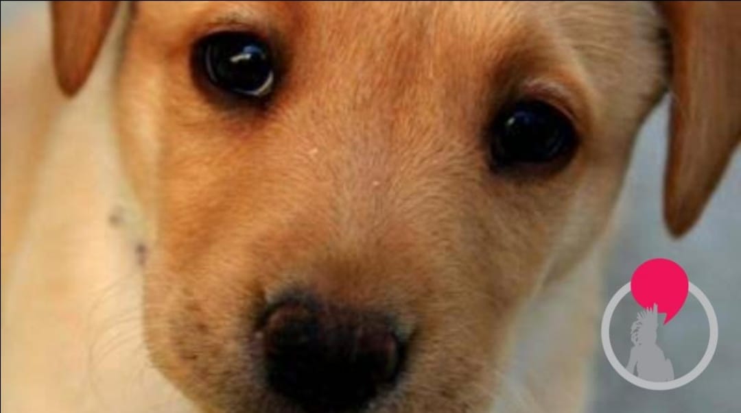 Como saber si mi perro es alérgico Plumas y Patitas