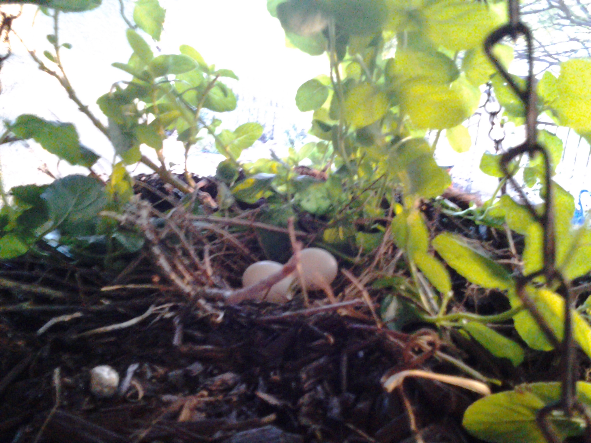 Mourning Dove Eggs How long for dove eggs to hatch? Tj's Garden