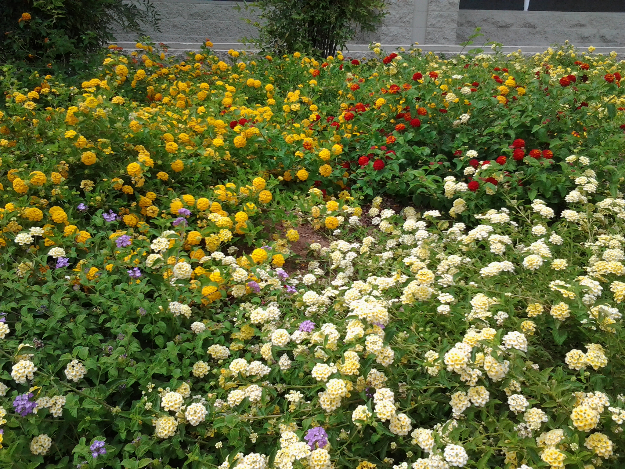 The best Drought Tolerant Plant LANTANA Red, Purple, White, Gold