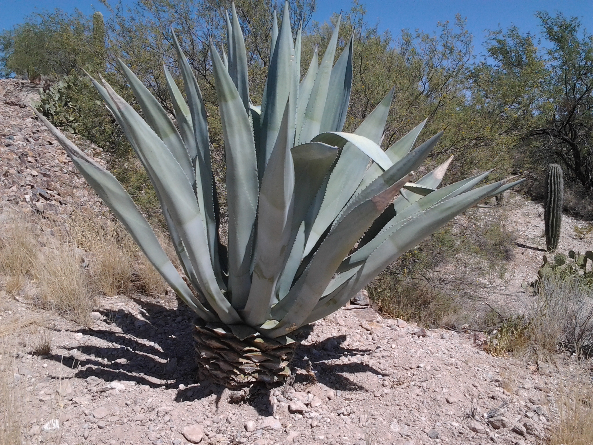 Maguey Plant is the Agave Americana What is a Century Plant? Agave