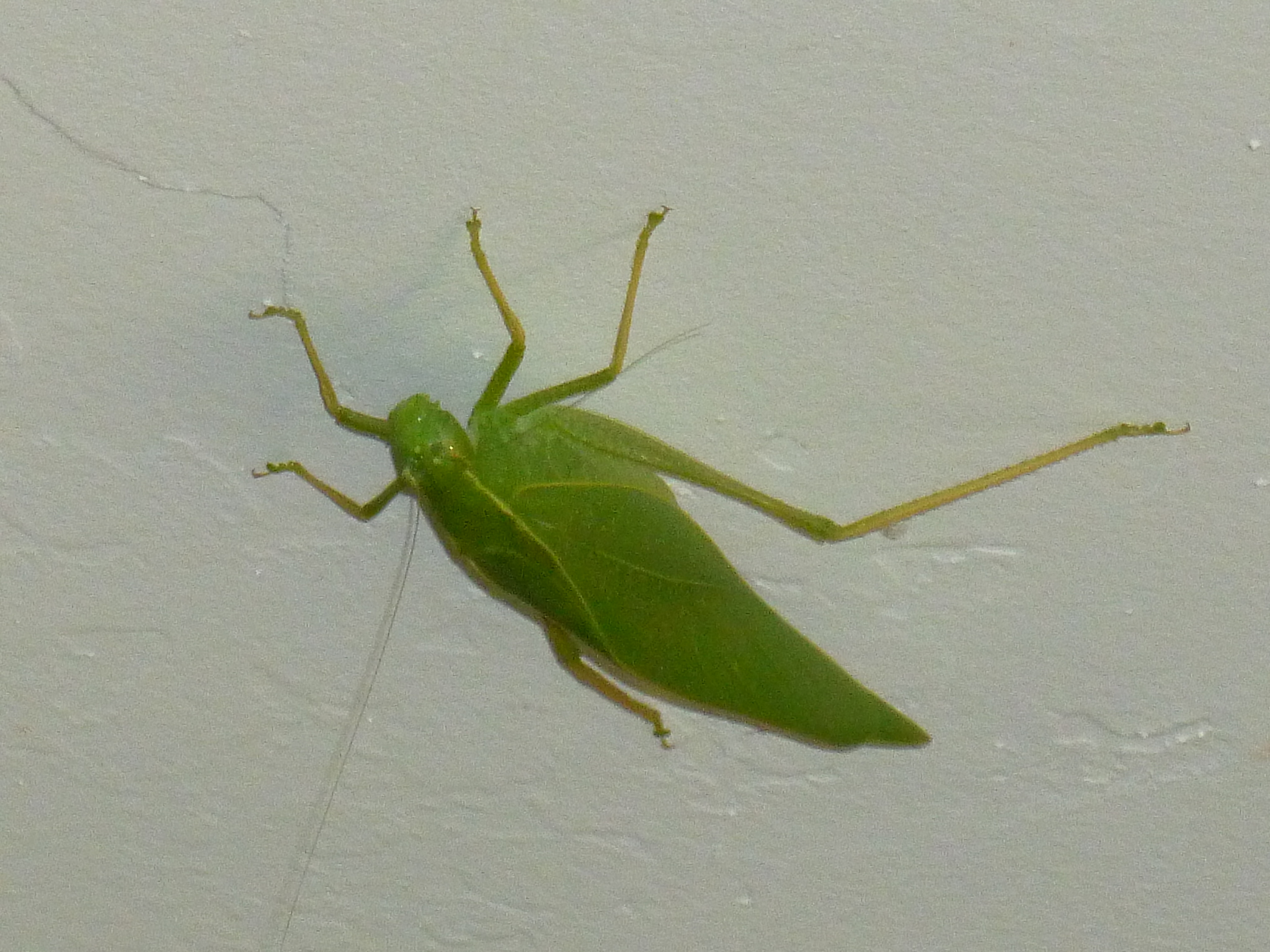 What insect looks like a green leaf? true katydids leaf bugs Tj's