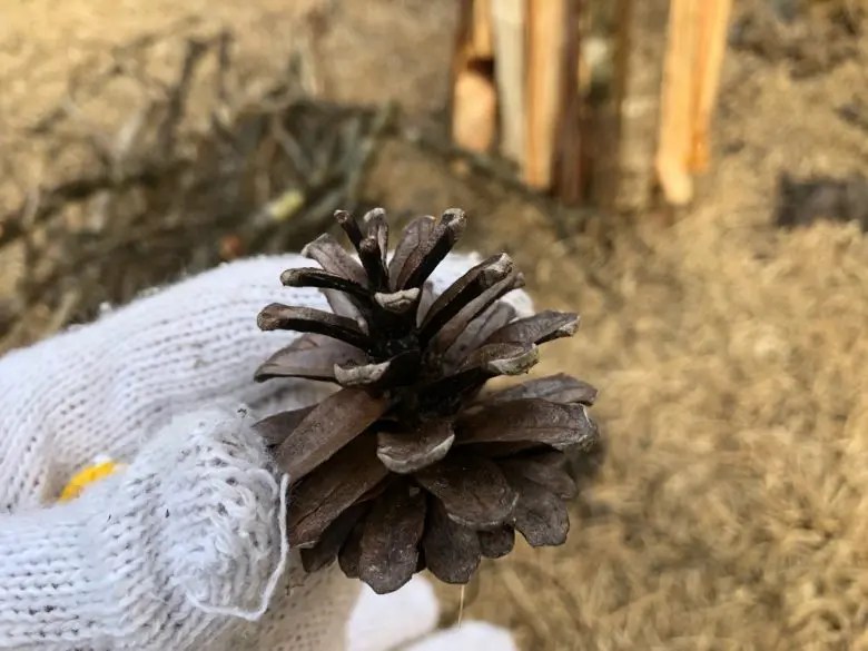 天然の着火剤！松ぼっくりと木の枝を使った焚き火の始め方 関東在住キャンプブログ「週末はキャンプ・アウトドアに行こう！」