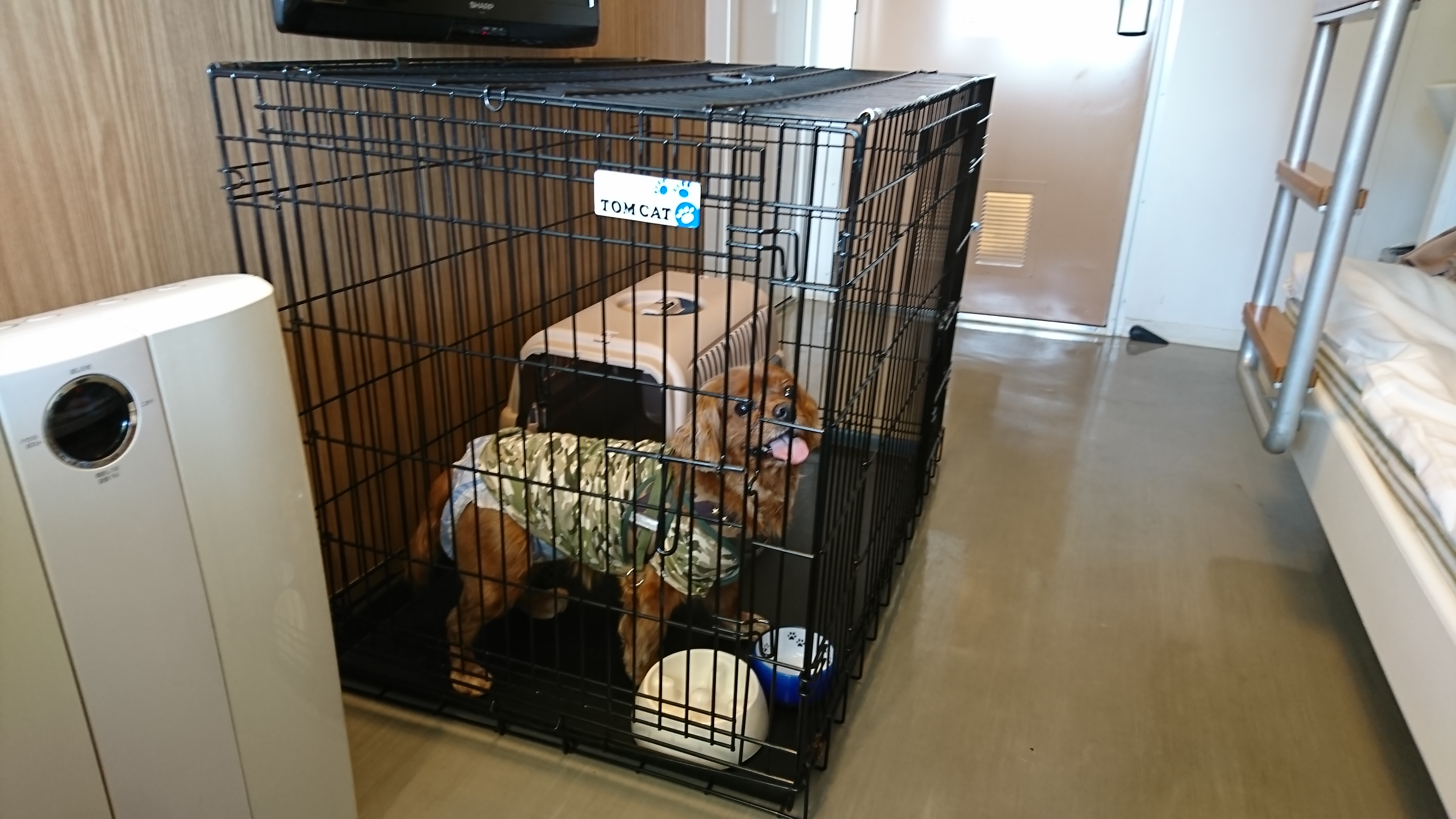 犬を機内持ち込みして飛行機旅行は安全なのか？！ キャバリアでルビーなコジロウの犬生ブログアレルギーを克服する日々を綴る