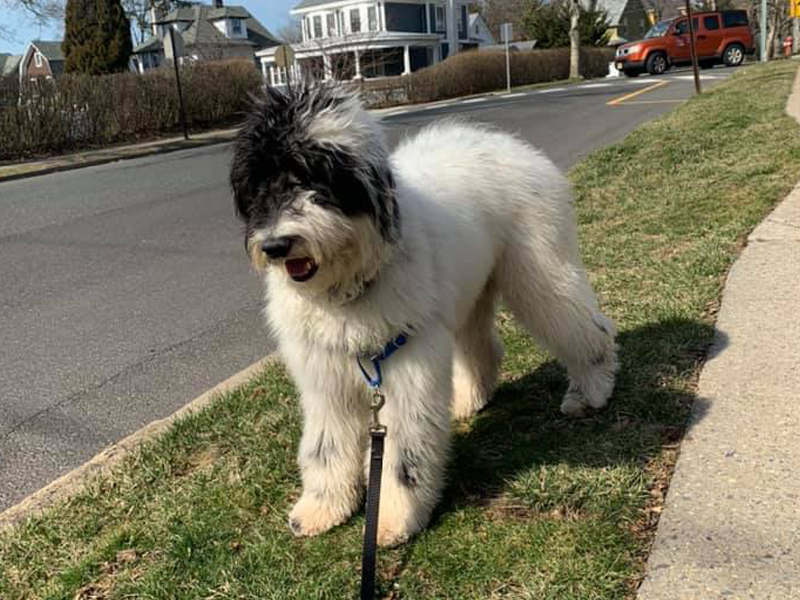 Tk Pet Sitters serving Highland Park and New Brunswick, NJ