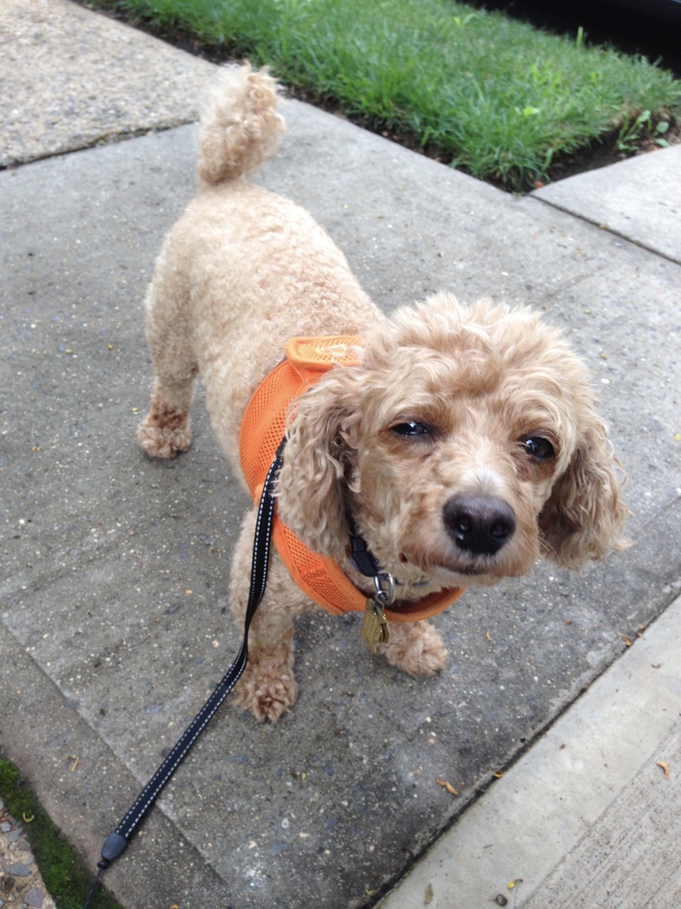 Tk Pet Sitters serving Highland Park and New Brunswick, NJ