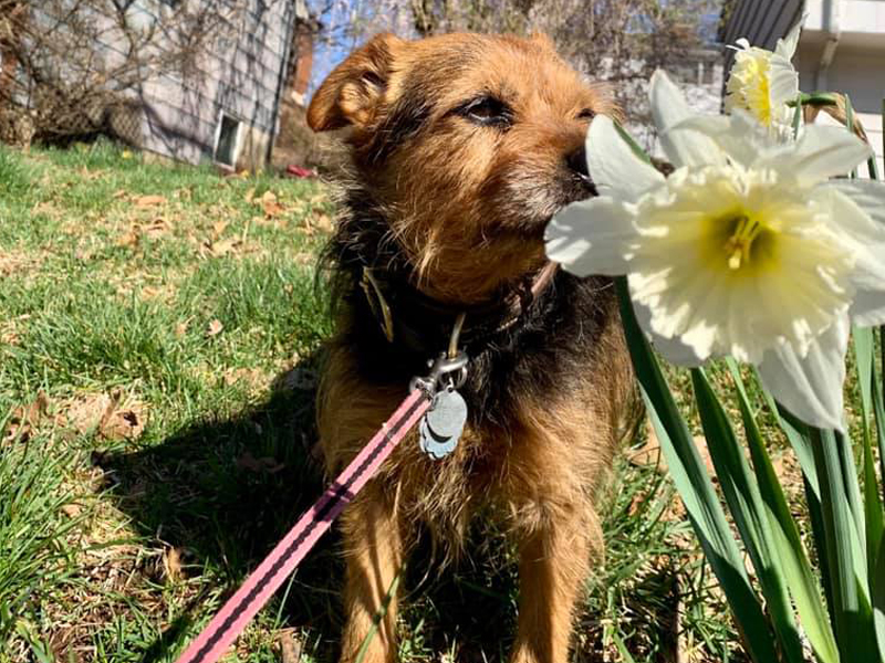 Tk Pet Sitters serving Highland Park and New Brunswick, NJ