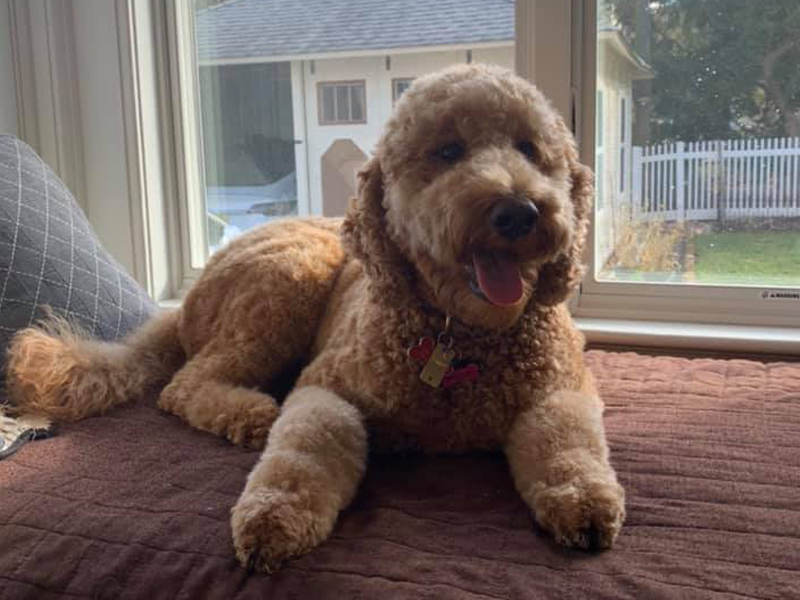 Tk Pet Sitters serving Highland Park and New Brunswick, NJ