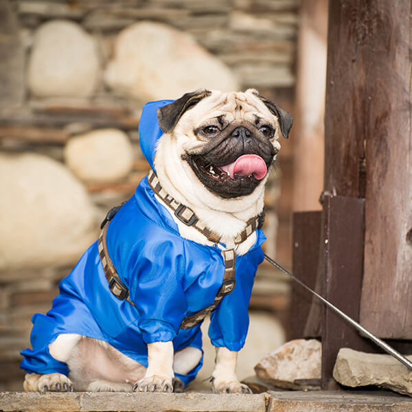 Tk Pet Sitters serving Highland Park and New Brunswick, NJ