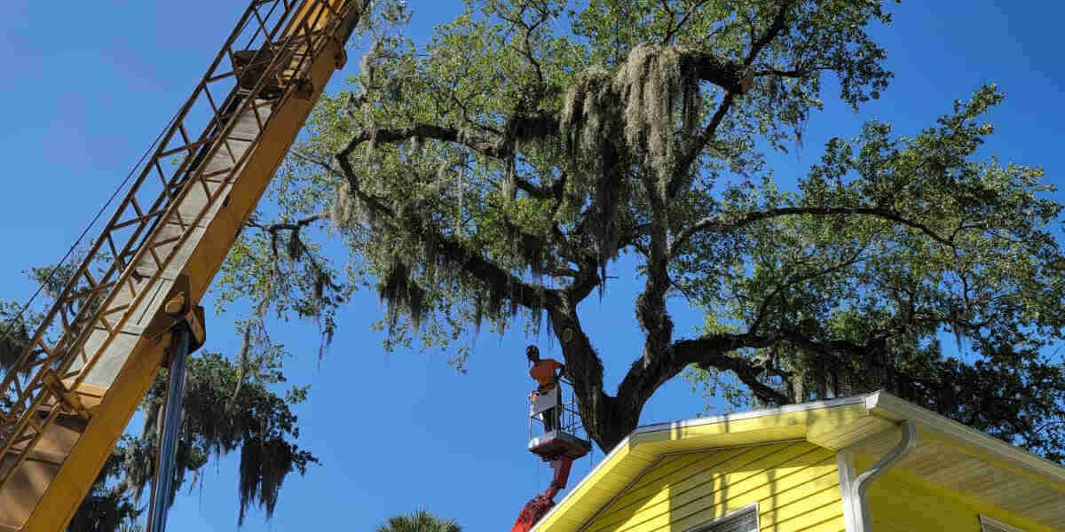 When Should You Start Pruning Tall Trees? Tree Pruning Tips