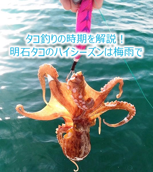 タコ釣りの時期を解説！明石タコのハイシーズンは梅雨です ガレージTMS