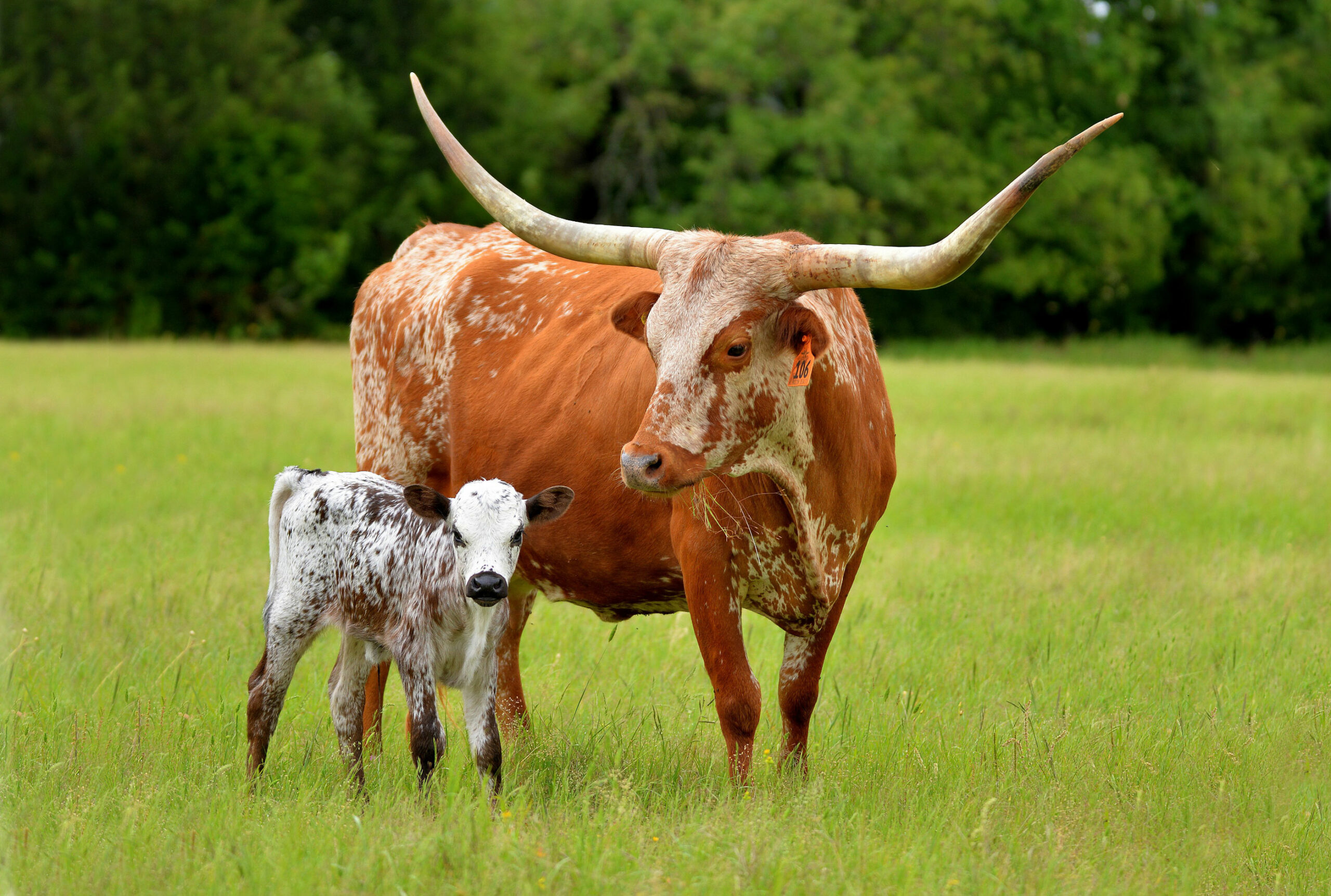 Home Texas Longhorn Breeders Association of America