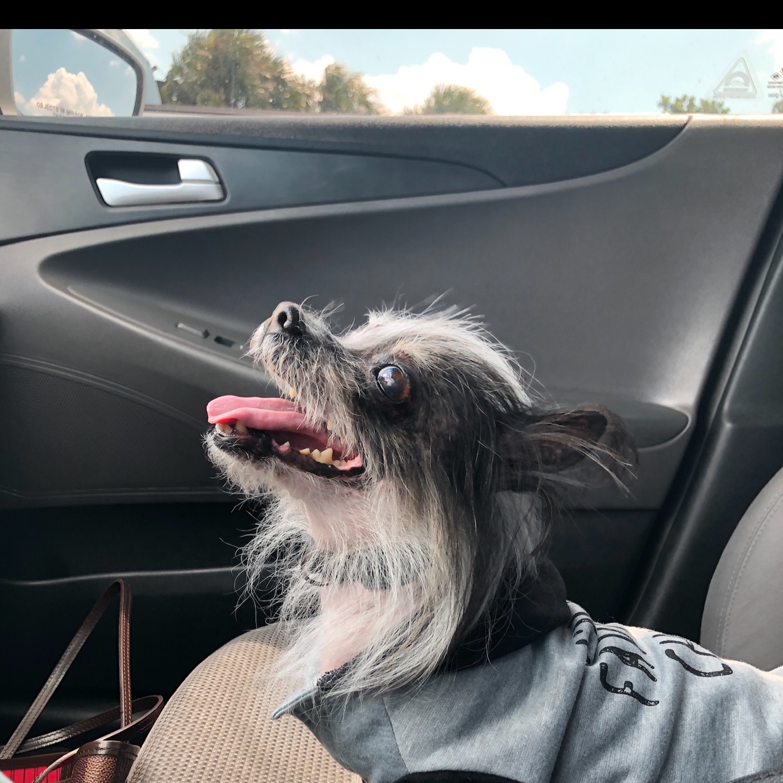 Pet Care & Grooming in South Florida TLC Pet Care