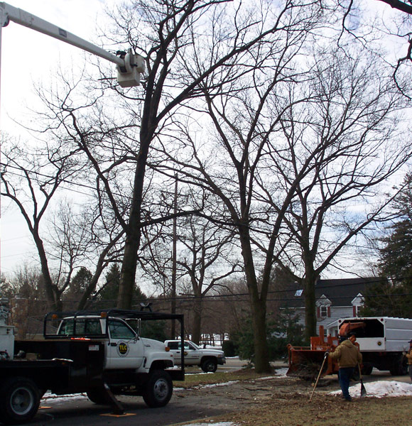 Huntington Tree Services Huntington Station, Northport Tree Servies