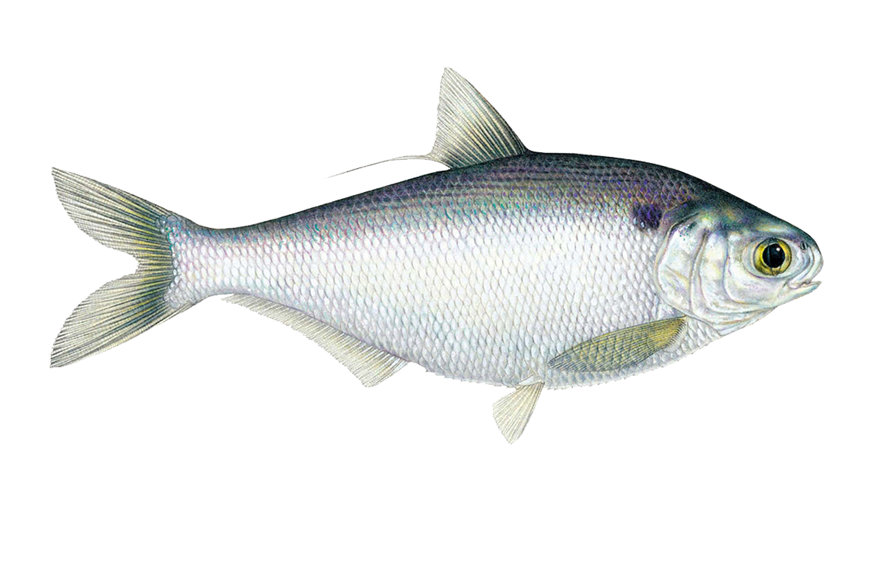 Threadfin Shad