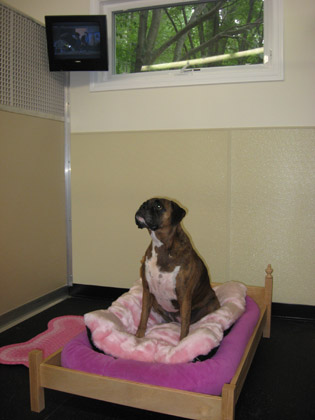 Luxury Suites - TLC Pet Haven Luxury Suites - TLC Pet Haven
