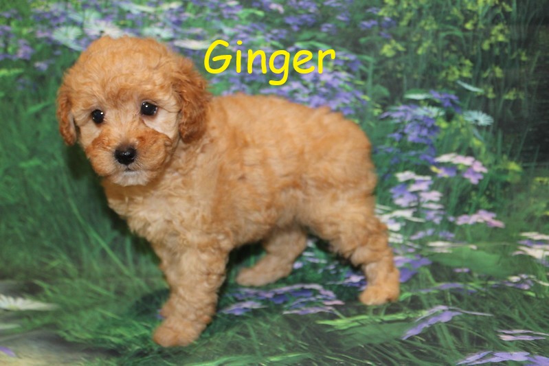 Ginger TLC Puppy Love