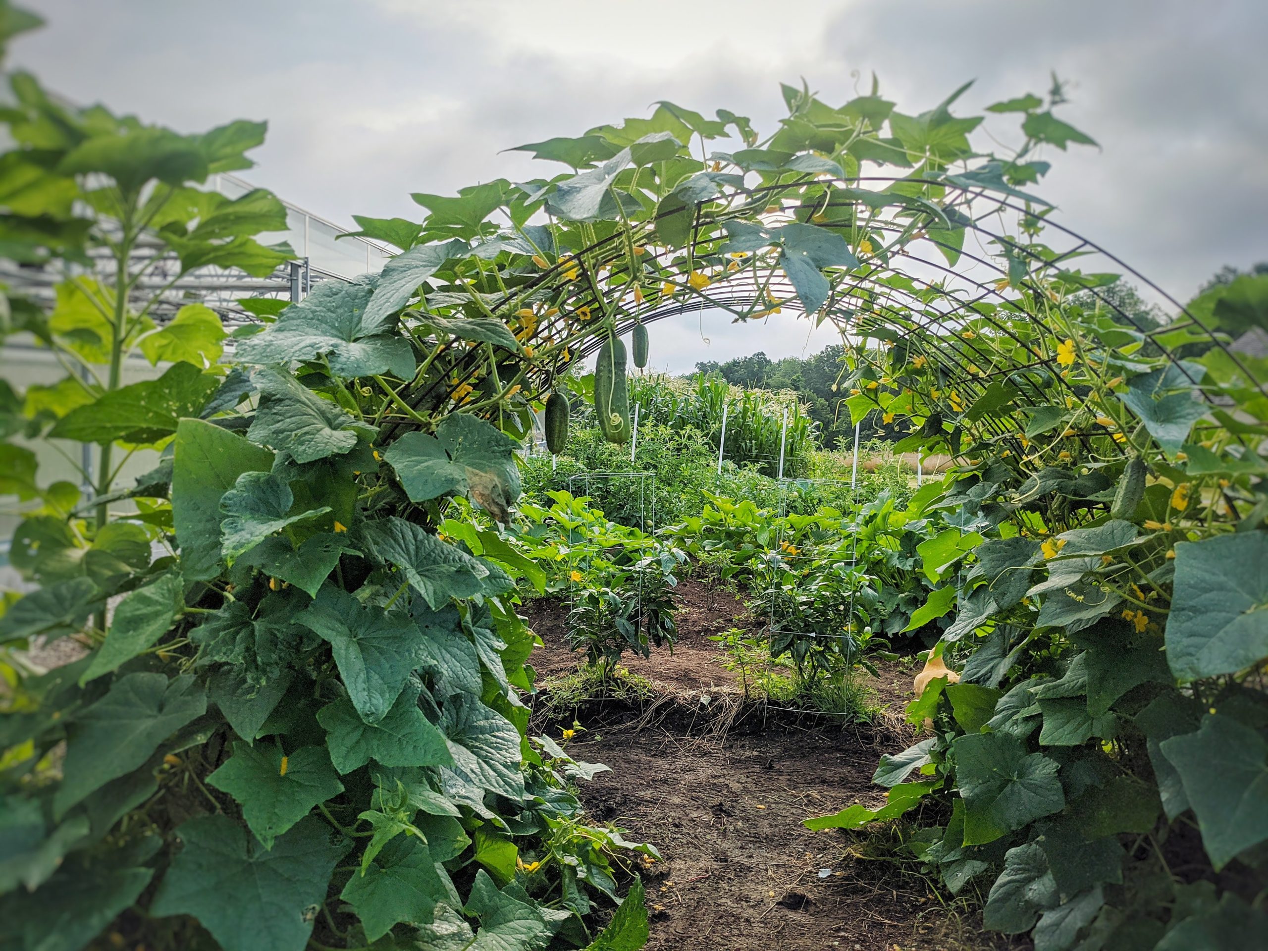 Greenhouse Program TLC Rolling Ridge