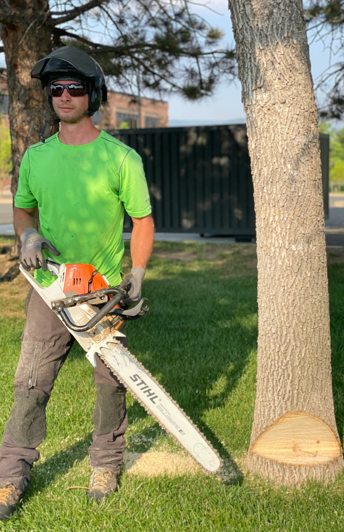 Jordan Stein Certified Arborist TLC Tree Expert