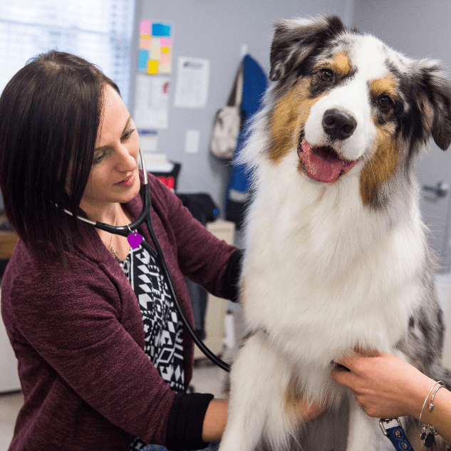 The LifeCentre Emergency & Specialty Veterinarians in Leesburg, VA