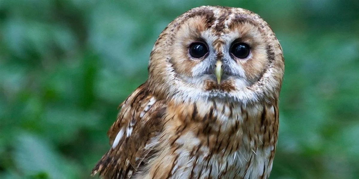 Top Suggested Owl Names You Can Refer to for Your Pet Owl TlwaStoria