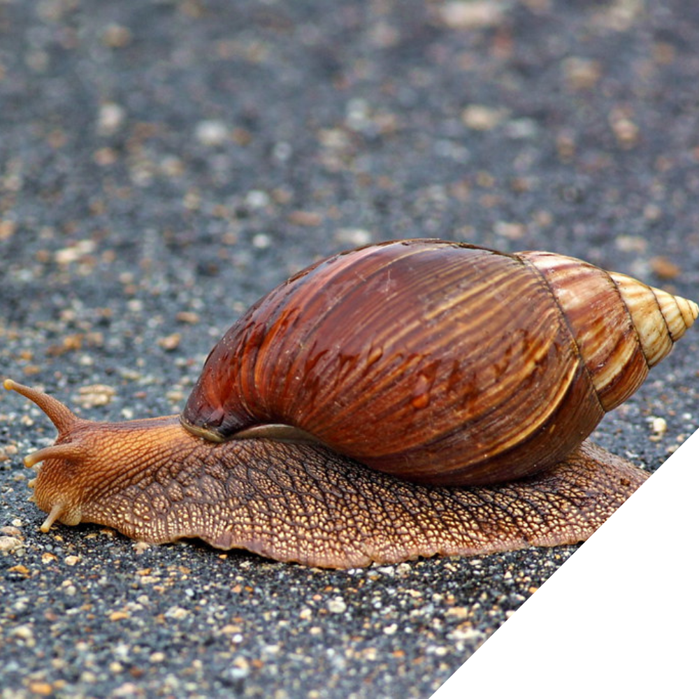Giant African Snails as Pets?! Tauranga Moana Biosecurity Capital