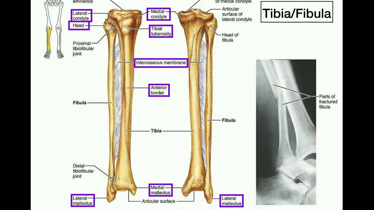 Where Is The Tibia And Fibula Located Pictures Of Anterior Crest Of