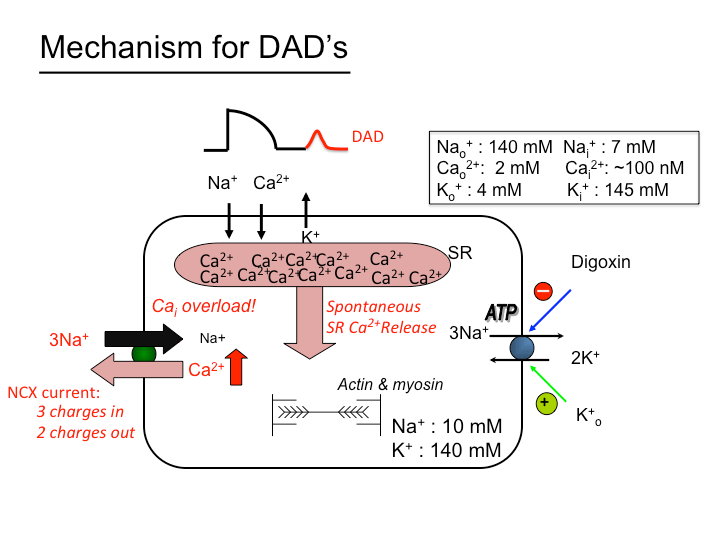 cellular_basis_for_arrhythmias [TUSOM Pharmwiki]