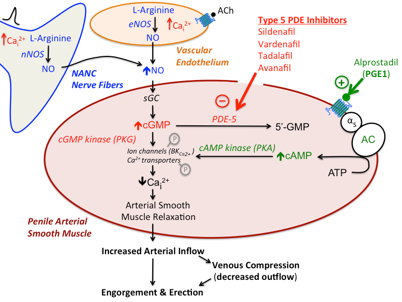 rx_of_erectile_dysfunction [TUSOM Pharmwiki]