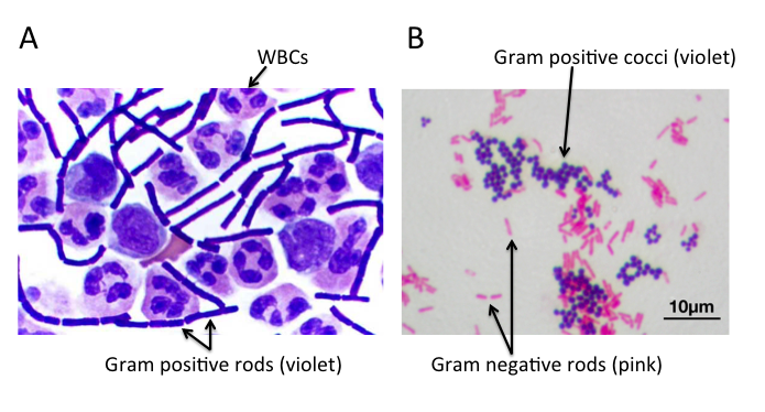 [TUSOM Pharmwiki]