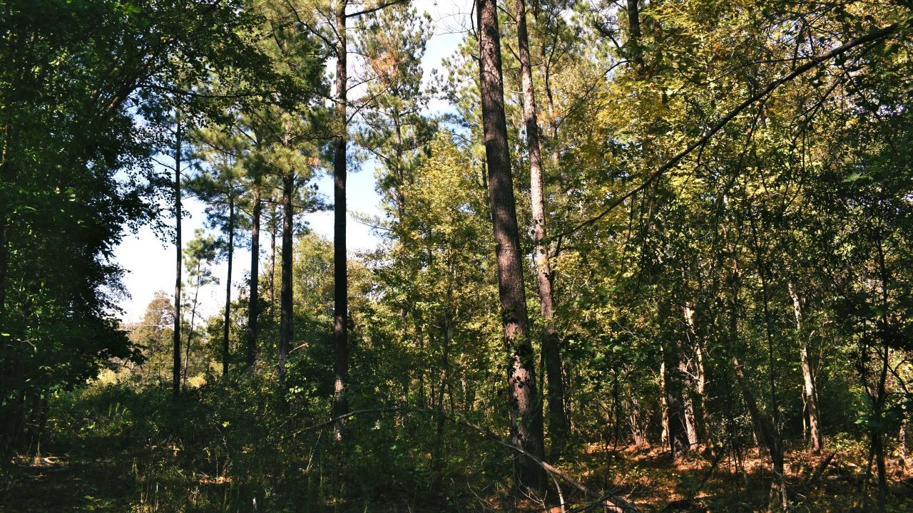 Buckhorn Properties Partners LLC Tract Orange County, NC Timber