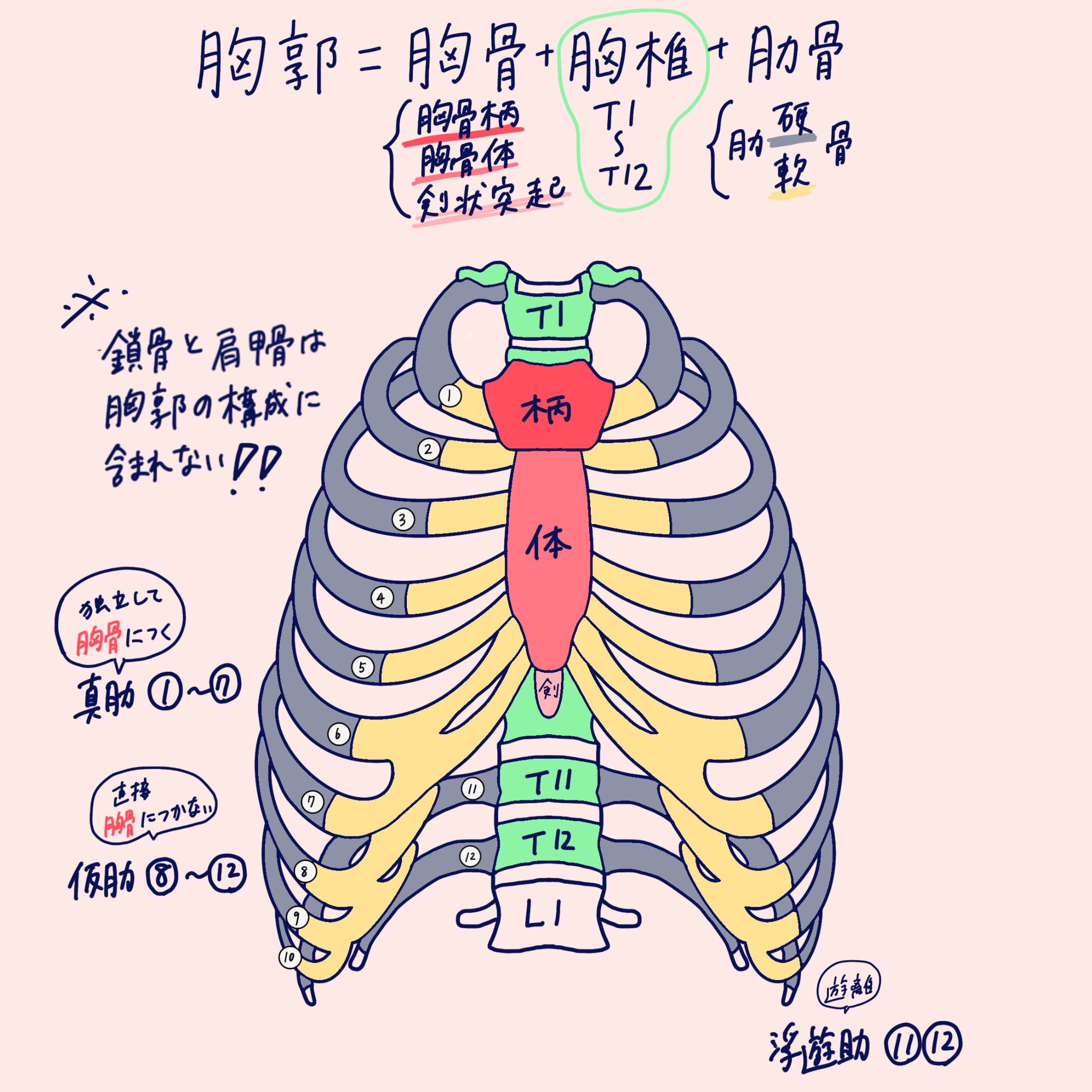 胸骨 Sternum JapaneseClass.jp