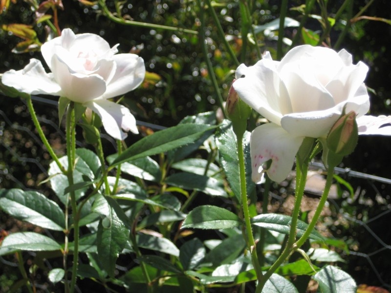 As Rosé pruning day approaches I think of last seasons blooms .“Love is