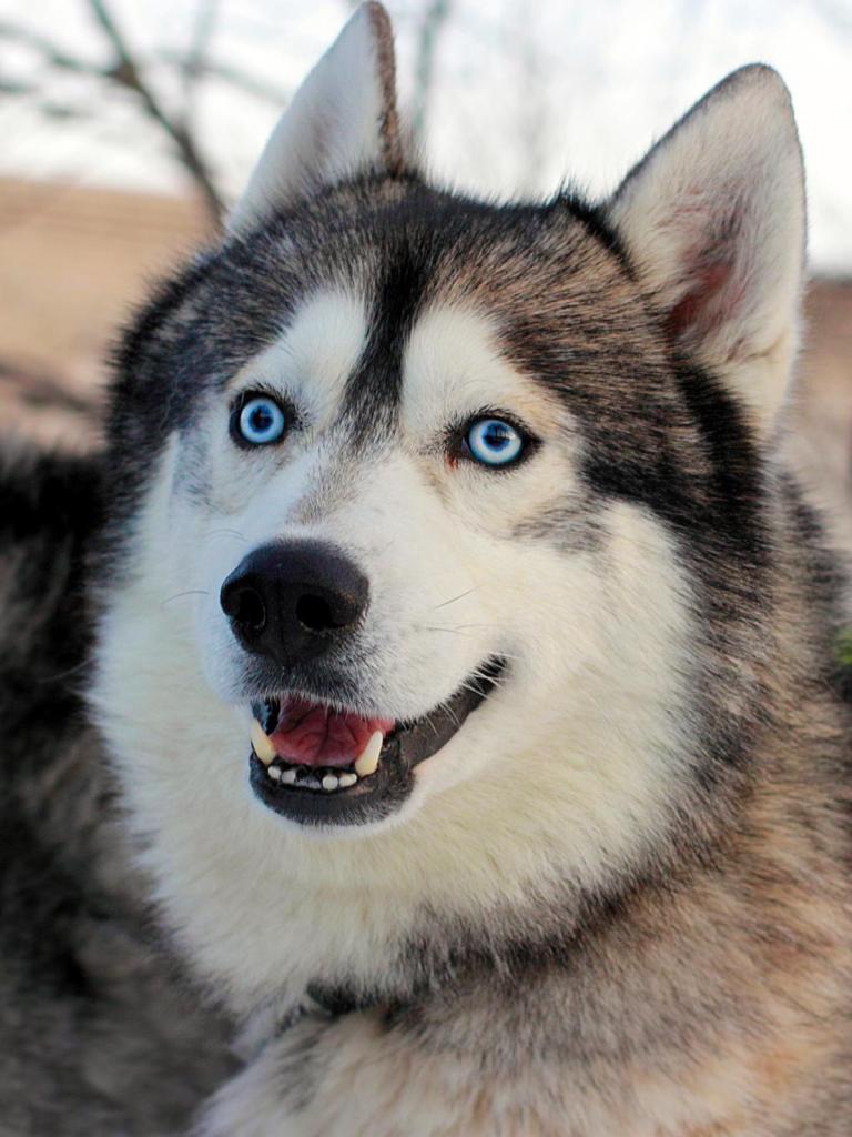 Hunde in der Bibel Corona, Impfung, Auswirkungen