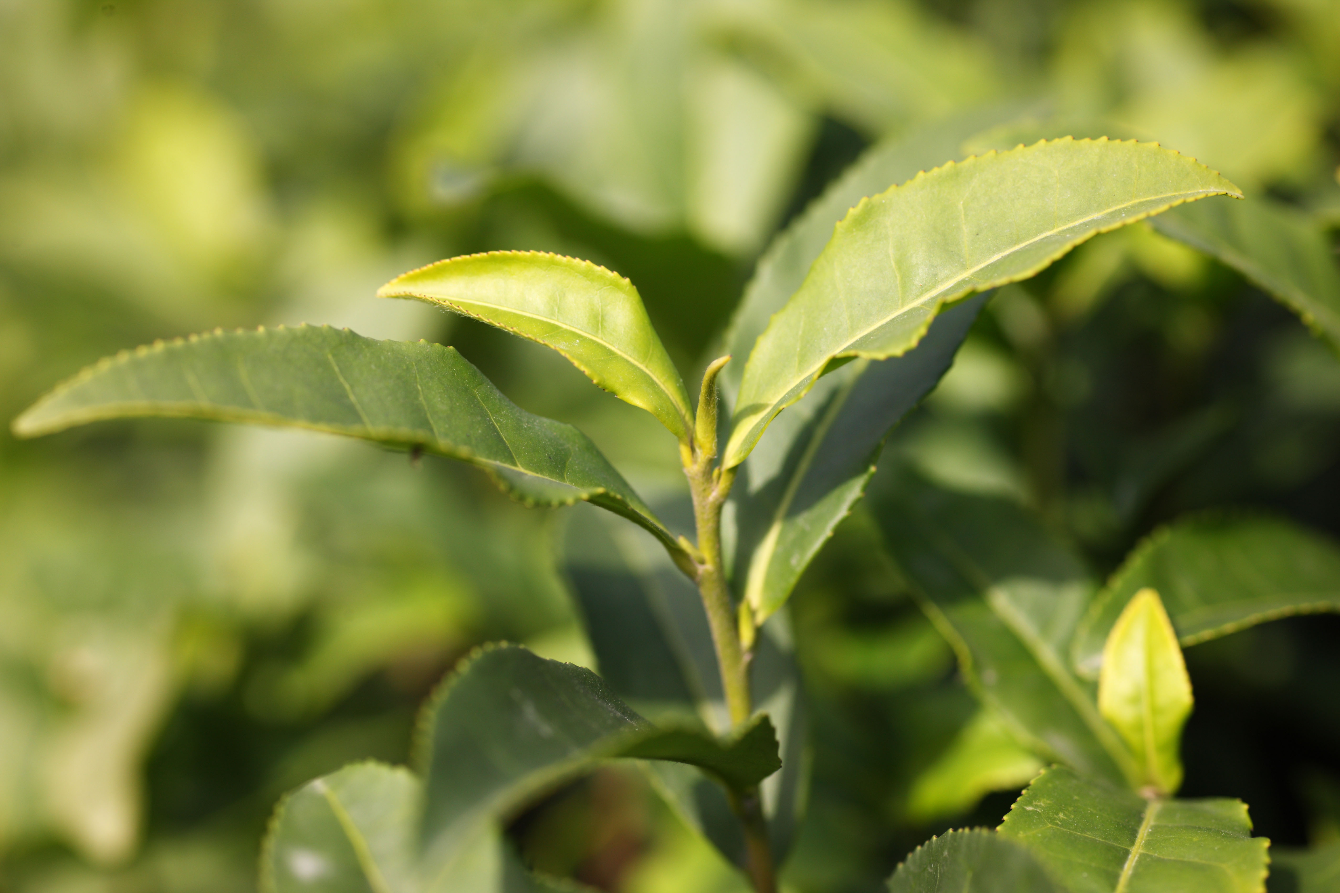 Yun Free Stock Photos No. 11072 A Chinese green tealeaf [China / Hangzhou]